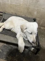 M1, a male German Shepherd Dog for sale in Edmore, MI – Photo 10 of 10