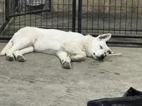 F4, a female German Shepherd Dog for sale in Edmore, MI – Photo 2 of 10