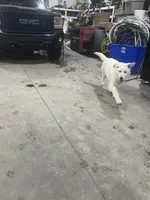 F4, a female German Shepherd Dog for sale in Edmore, MI – Photo 7 of 10