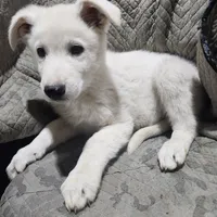 F4, a female German Shepherd Dog for sale in Edmore, MI – Photo 1 of 10