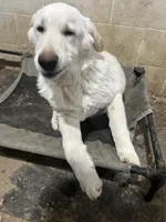 F4, a female German Shepherd Dog for sale in Edmore, MI – Photo 8 of 10