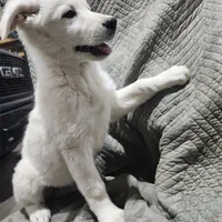 F3, a female German Shepherd Dog for sale in Edmore, MI – Photo 1 of 10