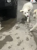 F3, a female German Shepherd Dog for sale in Edmore, MI – Photo 5 of 10