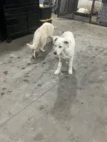 F3, a female German Shepherd Dog for sale in Edmore, MI – Photo 10 of 10