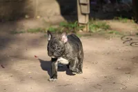 Toes, a female French Bulldog for sale in Appleton, WI – Photo 7 of 9