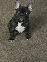 Toes, a female French Bulldog for sale in Appleton, WI – Photo 6 of 9