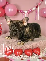 Toes, a female French Bulldog for sale in Appleton, WI – Photo 2 of 9