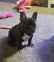 Toes, a female French Bulldog for sale in Appleton, WI – Photo 3 of 9
