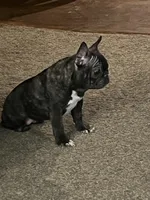 Toes, a female French Bulldog for sale in Appleton, WI – Photo 5 of 9