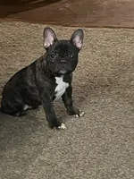 Toes, a female French Bulldog for sale in Appleton, WI – Photo 4 of 9