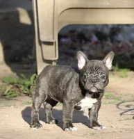Toes, a female French Bulldog for sale in Appleton, WI – Photo 8 of 9