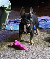 processed/5e97e8b0-e7c3-4b93-9093-bae6a56a3dbe/listing/e5beb25e-69af-4540-9492-cc0565965d5d/42b96042-33cf-4d38-b6e4-87d2a290c321