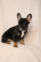 processed/5e97e8b0-e7c3-4b93-9093-bae6a56a3dbe/listing/e5beb25e-69af-4540-9492-cc0565965d5d/823578f4-3bce-4bfb-a7c1-f68735d0fca1