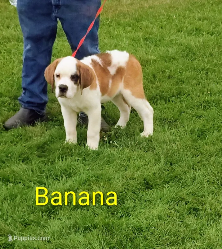 Banana  – Saint Bernard puppy for sale in Philipsburg, PA
