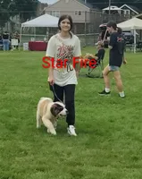 AKC Star Fire , a female Saint Bernard for sale in Philipsburg, PA – 2 of 4