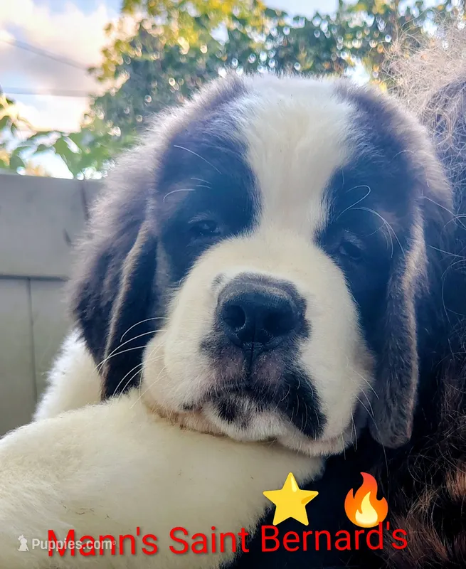 Star Fire  – Saint Bernard puppy for sale in Philipsburg, PA