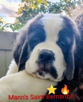 Star Fire , a female Saint Bernard for sale in Philipsburg, PA – 1 of 3