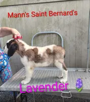Lavender , a female Saint Bernard for sale in Philipsburg, PA – 3 of 3
