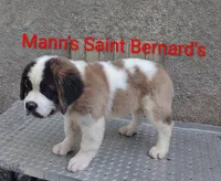 Star Fire , a female Saint Bernard for sale in Philipsburg, PA – 2 of 3