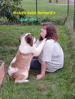 Star Fire , a female Saint Bernard for sale in Philipsburg, PA – 2 of 7