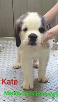 Kate , a female Saint Bernard for sale in Philipsburg, PA – 2 of 3