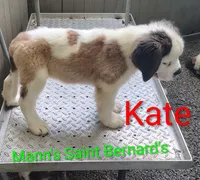 Kate , a female Saint Bernard for sale in Philipsburg, PA – 3 of 3