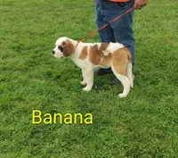 AKC Banana , a female Saint Bernard for sale in Philipsburg, PA – 3 of 4