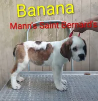 Banana , a female Saint Bernard for sale in Philipsburg, PA – 3 of 3