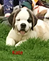 AKC Kate , a female Saint Bernard for sale in Philipsburg, PA – 1 of 4
