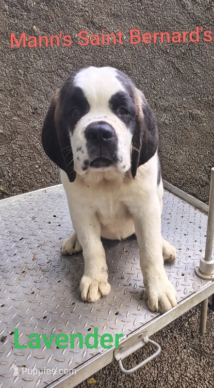 AKC Lavender  – Saint Bernard puppy for sale in Philipsburg, PA