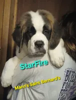 Star Fire , a female Saint Bernard for sale in Philipsburg, PA – 3 of 7