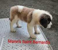 Star Fire , a female Saint Bernard for sale in Philipsburg, PA – 3 of 3