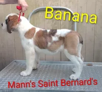 Banana , a female Saint Bernard for sale in Philipsburg, PA – 2 of 3