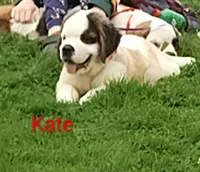 AKC Kate , a female Saint Bernard for sale in Philipsburg, PA – 3 of 4