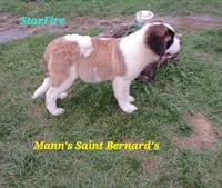 Star Fire , a female Saint Bernard for sale in Philipsburg, PA – 7 of 7