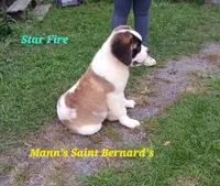 Star Fire , a female Saint Bernard for sale in Philipsburg, PA – 6 of 7
