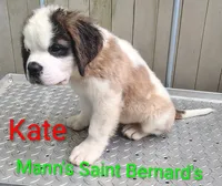 Kate , a female Saint Bernard for sale in Philipsburg, PA – 1 of 3