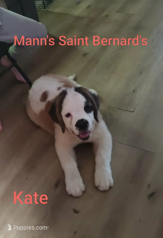 AKC Kate  – Saint Bernard puppy for sale in Philipsburg, PA