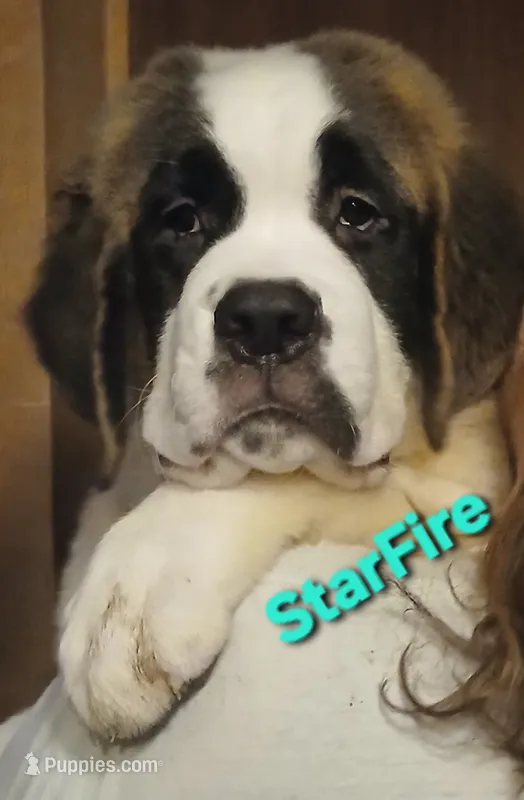 Star Fire  – Saint Bernard puppy for sale in Philipsburg, PA