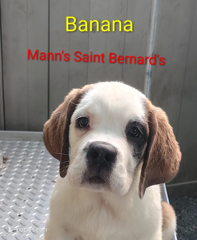 Banana  – Saint Bernard puppy for sale in Philipsburg, PA