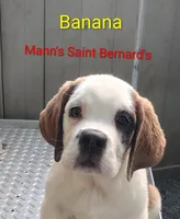 Banana , a female Saint Bernard for sale in Philipsburg, PA – 1 of 3