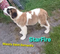 Star Fire , a female Saint Bernard for sale in Philipsburg, PA – 4 of 7