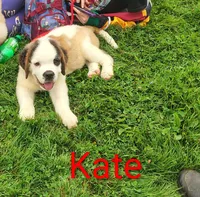 AKC Kate , a female Saint Bernard for sale in Philipsburg, PA – 2 of 4
