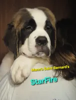 Star Fire , a female Saint Bernard for sale in Philipsburg, PA – 5 of 7