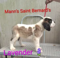 Lavender , a female Saint Bernard for sale in Philipsburg, PA – 2 of 3