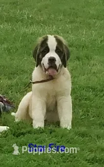 Star Fire AKC  – Saint Bernard puppy for sale in Philipsburg, PA