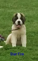 AKC Star Fire , a female Saint Bernard for sale in Philipsburg, PA – 1 of 4