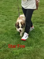 AKC Star Fire , a female Saint Bernard for sale in Philipsburg, PA – 3 of 4