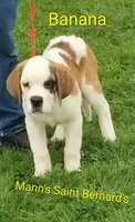 AKC Banana , a female Saint Bernard for sale in Philipsburg, PA – 2 of 4