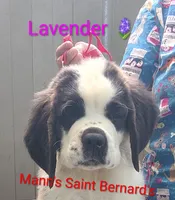 Lavender , a female Saint Bernard for sale in Philipsburg, PA – 1 of 3